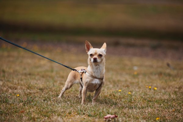 Cómo mejorar tu juego para garantizar el éxito